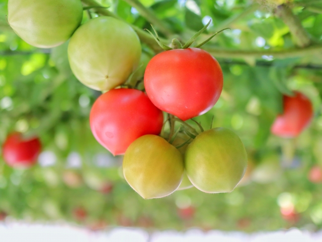 tomato cultivation schedule